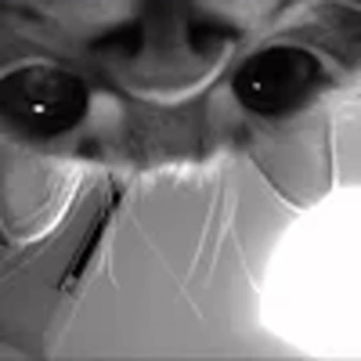 👀 Эмодзи «silly cats» для Telegram