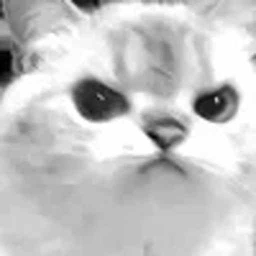 😡 Эмодзи «silly cats» для Telegram