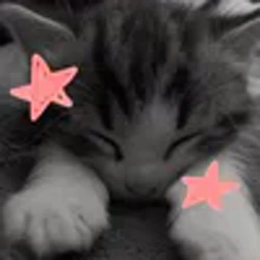 ✨ Эмодзи «silly cats» для Telegram