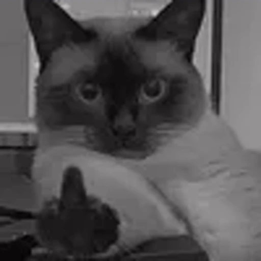 🖕 Эмодзи «silly cats» для Telegram