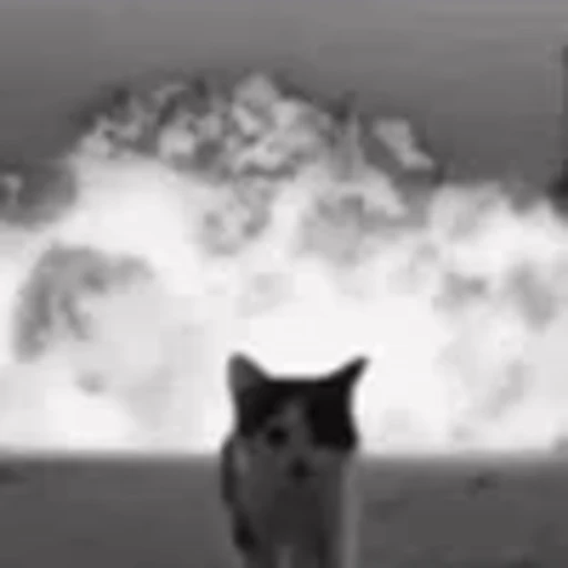 🤯 Эмодзи «silly cats» для Telegram