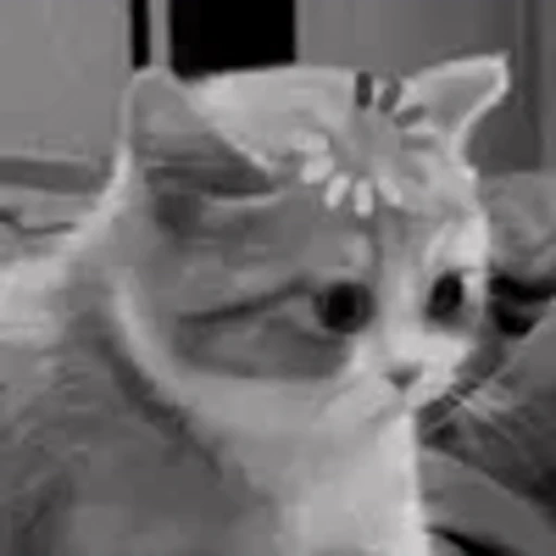 🤨 Эмодзи «silly cats» для Telegram