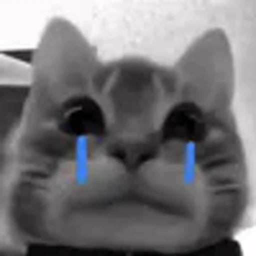 😭 Эмодзи «silly cats» для Telegram