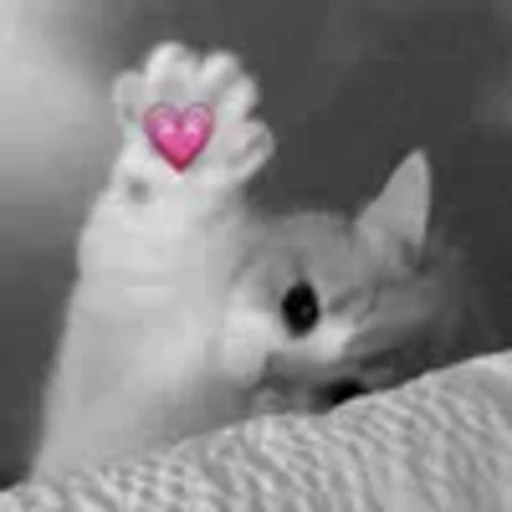 💋 Эмодзи «silly cats» для Telegram