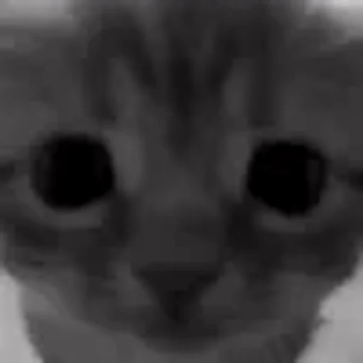 🙂 Эмодзи «silly cats» для Telegram