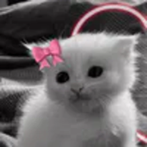 🌗 Эмодзи «silly cats» для Telegram