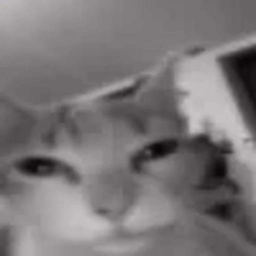 😐 Эмодзи «silly cats» для Telegram