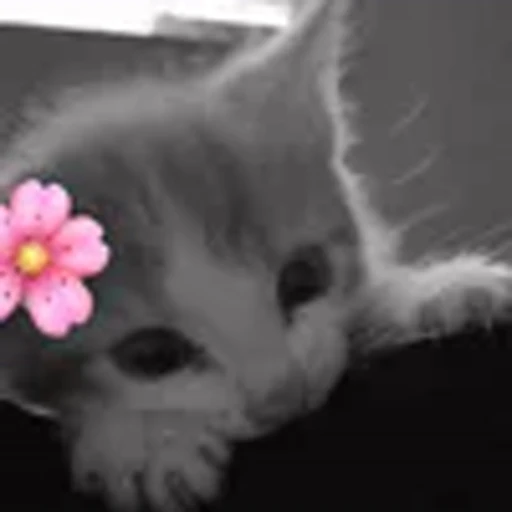 🌸 Эмодзи «silly cats» для Telegram