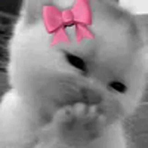 🥰 Эмодзи «silly cats» для Telegram