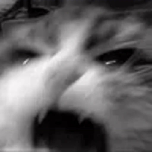 😡 Эмодзи «silly cats» для Telegram