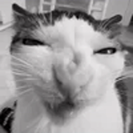 🥴 Эмодзи «silly cats» для Telegram