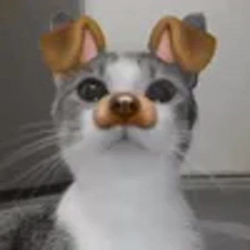 🐶 Эмодзи «silly cats» для Telegram