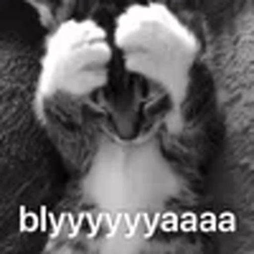 😫 Эмодзи «silly cats» для Telegram
