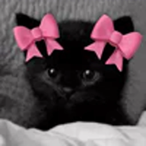 🎀 Эмодзи «silly cats» для Telegram