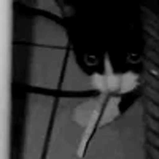 🥲 Эмодзи «silly cats» для Telegram