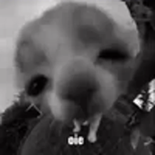 😳 Эмодзи «silly cats» для Telegram