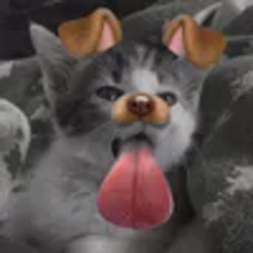 💋 Эмодзи «silly cats» для Telegram