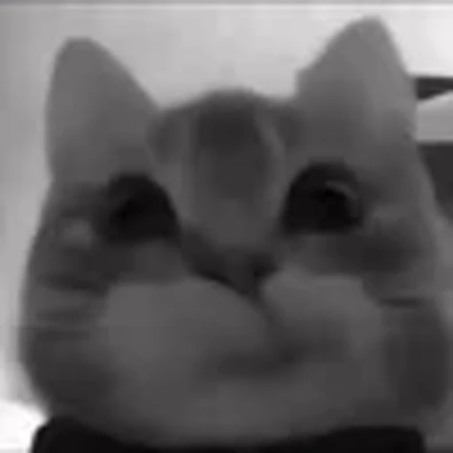 😊 Эмодзи «silly cats» для Telegram