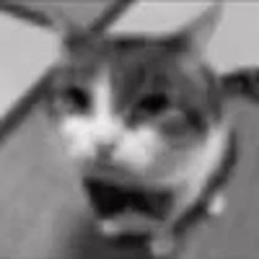 😎 Эмодзи «silly cats» для Telegram