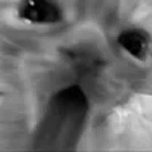 😚 Эмодзи «silly cats» для Telegram