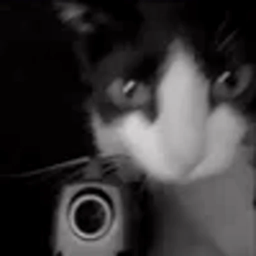😡 Эмодзи «silly cats» для Telegram