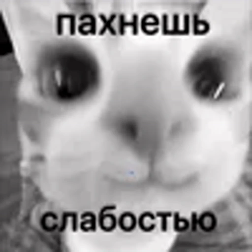 😉 Эмодзи «silly cats» для Telegram