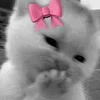 Стикер 53 Silly Cats