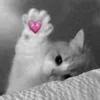 Стикер 43 Silly Cats