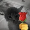 Стикер 50 Silly Cats