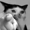 Стикер 40 Silly Cats