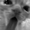 Стикер 15 Silly Cats