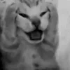 Стикер 10 Silly Cats