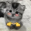 Стикер 42 Silly Cats