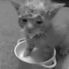Стикер 57 Silly Cats