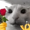 Стикер 59 Silly Cats