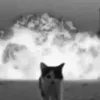 Стикер 25 Silly Cats