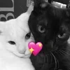 Стикер 56 Silly Cats