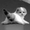 Стикер 28 Silly Cats