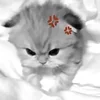 Стикер 7 Silly Cats