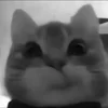Стикер 12 Silly Cats