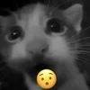 Стикер 27 Silly Cats
