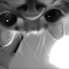 Стикер 19 Silly Cats