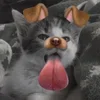 Стикер 61 Silly Cats