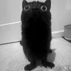 Стикер 55 Silly Cats