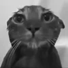 Стикер 47 Silly Cats