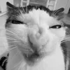 Стикер 54 Silly Cats
