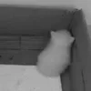 Стикер 60 Silly Cats
