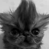 Стикер 51 Silly Cats