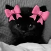 Стикер 58 Silly Cats