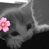 Стикер 39 Silly Cats